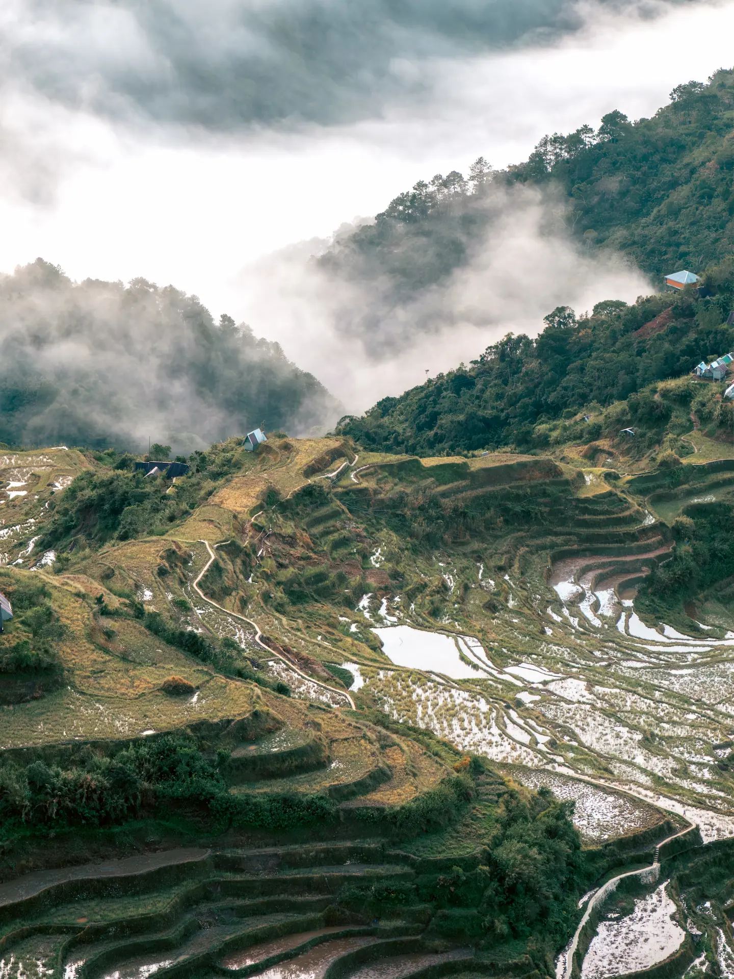 A scenic, high-altitude view from the summit of Mt. Kupapey, looking down over the Maligcong rice terraces partially covered by a sea of clouds in the Mountain Province, Philippines.